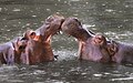 25. Vízilovak (Hippopotamus amphibius) a Whipsnade Állatkertben (Anglia, Dagnall) (javítás)/(csere)