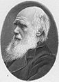 Q1035 Charles Darwin ongedateerd geboren op 12 februari 1809 overleden op 19 april 1882