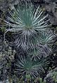 Mauna Loa silversword, multiple rosettes