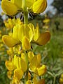 Lupinus luteus.