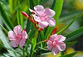 Feuilles et fleurs roses