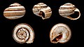 * Nomination Shell of a Moroccan land snail, Theba subdentata --Llez 05:41, 24 March 2013 (UTC) * Promotion Good quality. --Poco a poco 16:06, 24 March 2013 (UTC)