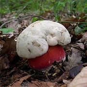 Rubroboletus satanas, Pied rouge et toxique