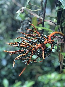 Taken on a trail in the Monteverde Cloud Forest Reserve