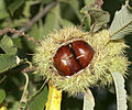 Fruit del castanyer