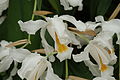 Coelogyne cristata