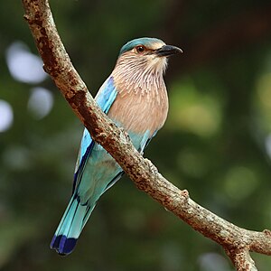 Coracias benghalensis (Indian roller)