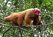 Brown and red monkey