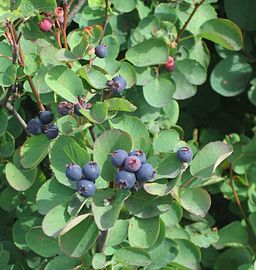 Ripe fruit