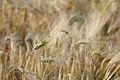 * Nomination Barley in the evening sun. --Dschwen 19:31, 28 June 2007 (UTC) * Promotion Simplistic and pretty. No major faults. -- Ram-Man 11:55, 3 July 2007 (UTC)