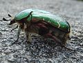 Ordnung:Käfer Familie:Rosenkäfer Art:Cetonia aurata Geschlecht:Fehlt noch