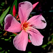 Fleur épanouie de laurier-rose, couleur classique.