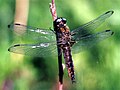 Bruun Koornsnieder (Libellula fulva)