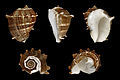 * Nomination Shell of a West Indian Crown Conch, Melongena melongena --Llez 06:01, 7 March 2013 (UTC) * Promotion Good quality. --JLPC 17:30, 7 March 2013 (UTC)