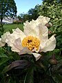 Paeonia × arendsii 'Mai Fleuri'