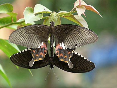 ♀ ♂ Papilio polytes (Common Mormon) mating