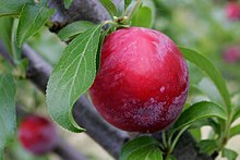 Plum on tree.jpg