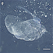 Bathochordaeus charon