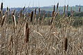 In late winter, East Lothian, Scotland