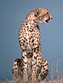 Acinonyx jubatus