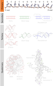 DNA RNA structure (1).png