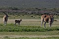 antílope eland común Taurotragus oryx en la Reserva De Hoop