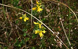 Knapheede af Knippere (Genista anglica)