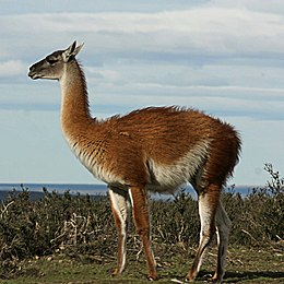 Guanakó (Lama guanicoe)