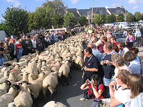 Image illustrative de l’article Prés salés de la baie de Somme