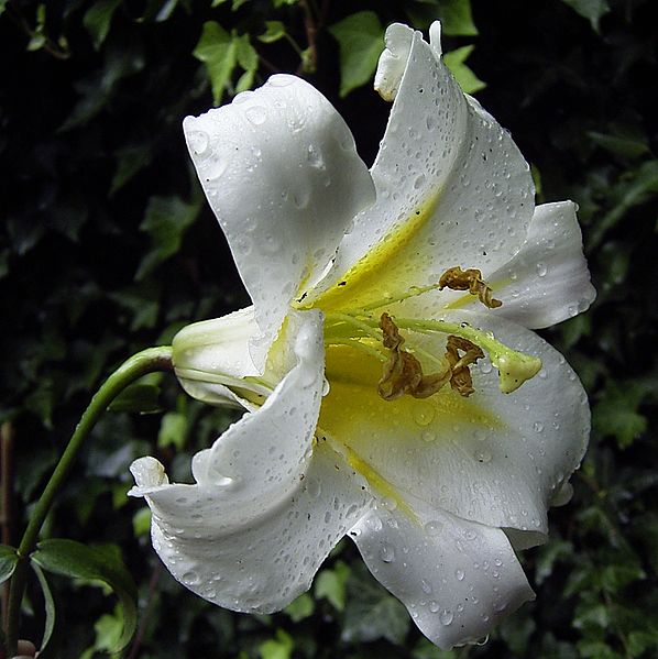 File:LiliumSargentiae.jpg