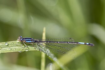 Mesamphiagrion laterale adult female, Colombia