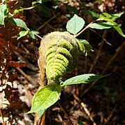 ゼンマイの胞子葉の新芽。綿帽子の中は厚くツブツブの葉