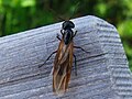 Camponotus herculeanus female