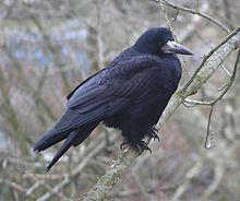 Künnivares (Corvus frugilegus)