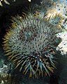 Acanthaster planci