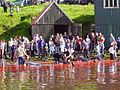 Bij de Grindadráp op de Faeröereilanden worden groepen grienden naar de kust gedreven en gedood (2004).