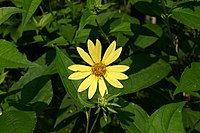 Helianthus × laetiflorus