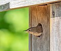 73 House wren in JBWR (50039) uploaded by Rhododendrites, nominated by Rhododendrites,  18,  0,  0