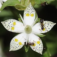 深く5裂した花冠、裂片には2個の黄緑色の蜜腺溝と多数の濃緑色の斑点がある