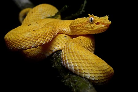 Bothriechis schlegelii (Eyelash Viper)