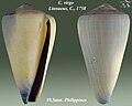 Conus virgo Linnaeus, C., 1758