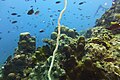 Coraux en forme de colonnes massives Acropora