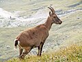 23. Alpesi kőszáli kecske (Capra ibex) a Júliai-Alpok szlovéniai részén (javítás)/(csere)