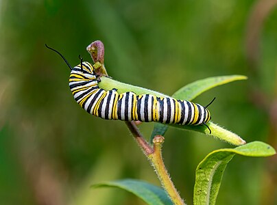 Monarch caterpillar (23229)