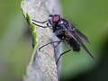 Une mouche posée sur une feuille de pommier.