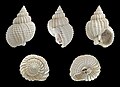 * Nomination Shell of a fossil Clathrate Nassa, Nassarius clathratus --Llez 05:46, 12 March 2013 (UTC) * Promotion Good quality. --Ercé 08:38, 12 March 2013 (UTC)