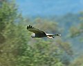 Spotted harrier