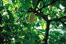 Tikrasis kakavmedis (Theobroma cacao)