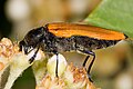 Species ex Swifts Creek ex Victoria Australiae