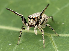 Arachnida